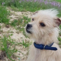 Adopta a Thor
