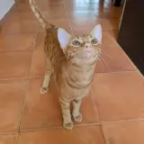 Adopta a Simon