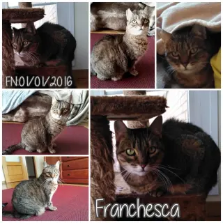 Francesa