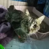 Adopta a Fénix