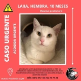 Adopta a Laia