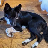 Adopta a Paco