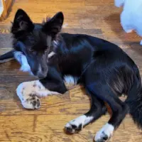 Adopta a Paco