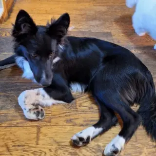 Paco