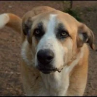 Adopta a Thor Gran Corazón