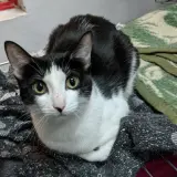 Adopta a Silvia