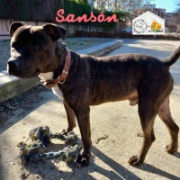 Adopta a Sansón