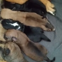 Adopta a Han/Kiara/Ani/Rocki/Enzo