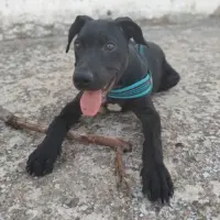 Adopta a Blacky