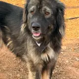 Adopta a Castulo