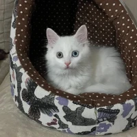 Adopta a Chispi Y Piolín