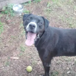 Bruce