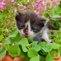 Adopta a Tutu