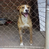 Adopta a Ragnar
