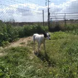 Adopta a Pepa