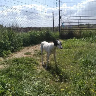 Pepa