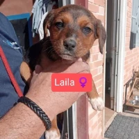 Adopta a Laila