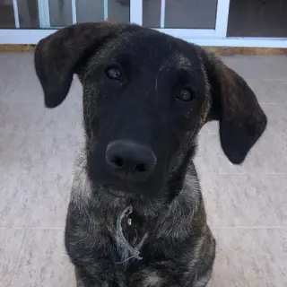 Tino