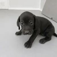 Adopta a Por Elegir