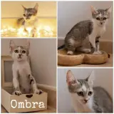Adopta a Ombra