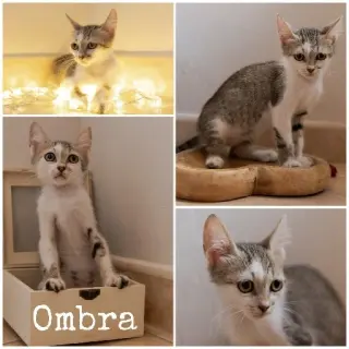 Ombra