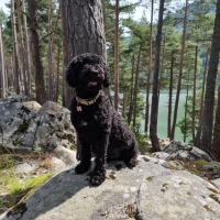 Adopta a Kira