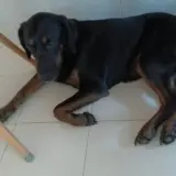 Adopta a Nikki