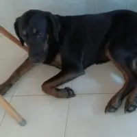 Adopta a Nikki