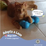 Adopta a Leon