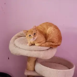 Niño