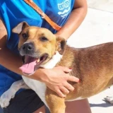 Adopta a Erin