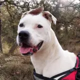 Adopta a Lexus