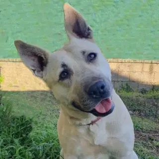 Dora