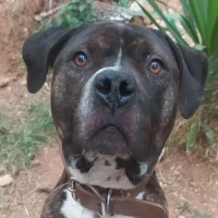 Adopta a Mario