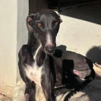 Adopta a Legionario