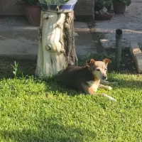 Adopta a Luna