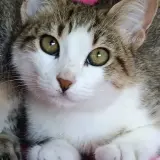 Adopta a Ikea