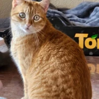 Adopta a Bartolomeow