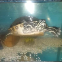 Adopta a Linterna Verde