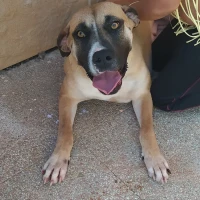Adopta a Mimosa