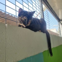 Adopta a Tortilla