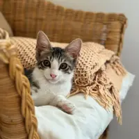 Adopta a Inti