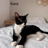 Adopta a Kara