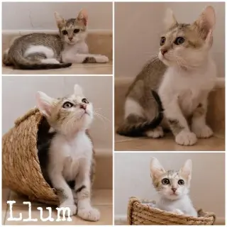 Llum