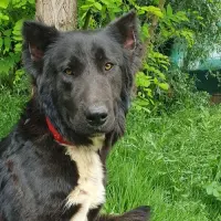 Adopta a Rover