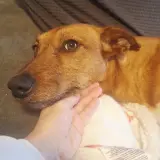 Adopta a Prim