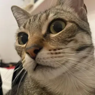 Vasia