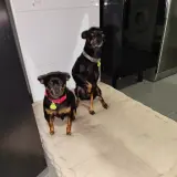 Adopta a Rayo Y Nube