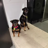 Adopta a Rayo Y Nube