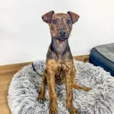 Adopta a Chita